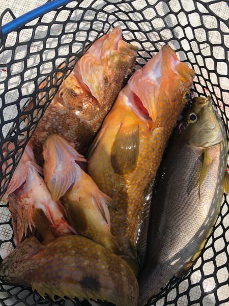 「LaGooN」蒼陽丸 日和号 釣果