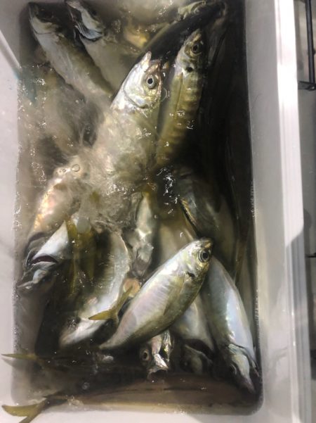 ヤザワ渡船 釣果