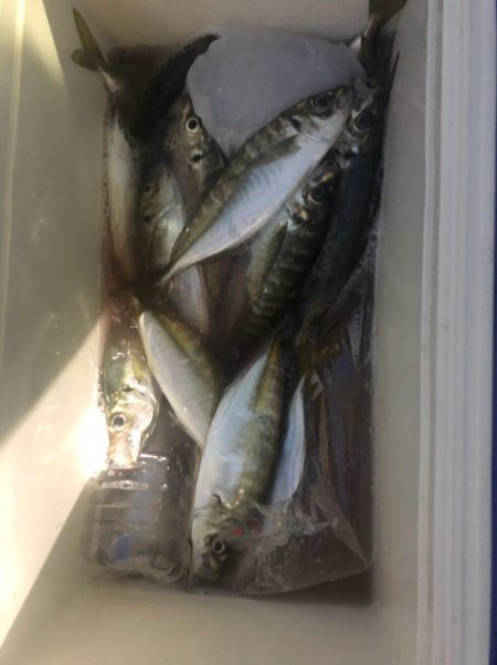 ヤザワ渡船 釣果