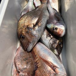 第二八坂丸 釣果