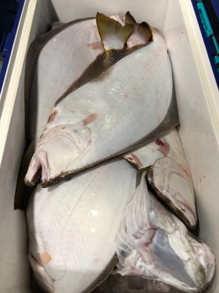 第二八坂丸 釣果