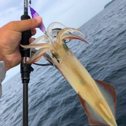 「LaGooN」蒼陽丸 日和号 釣果