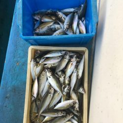 ヤザワ渡船 釣果