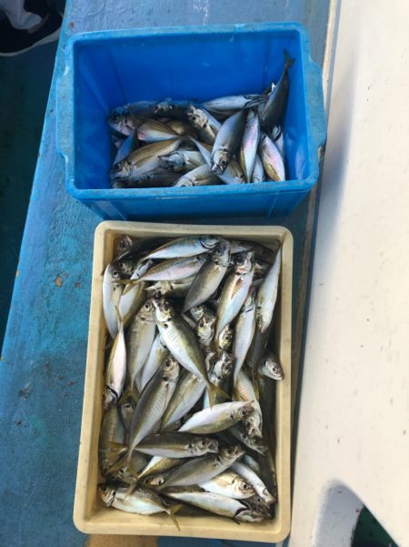 ヤザワ渡船 釣果