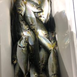 ヤザワ渡船 釣果