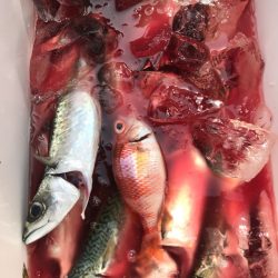 龍神丸(鹿児島) 釣果