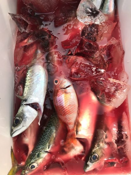 龍神丸(鹿児島) 釣果