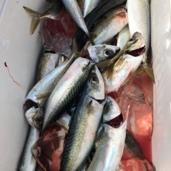 龍神丸(鹿児島) 釣果