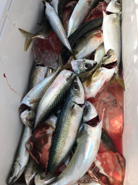 龍神丸(鹿児島) 釣果