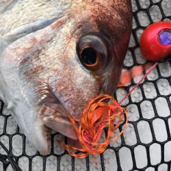 龍神丸(鹿児島) 釣果