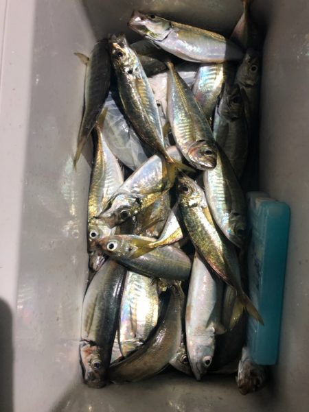 ヤザワ渡船 釣果