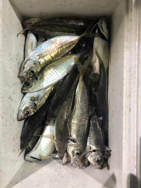 ヤザワ渡船 釣果