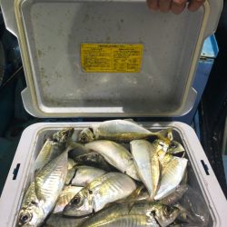 ヤザワ渡船 釣果