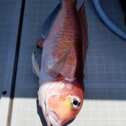 アマテラス 釣果