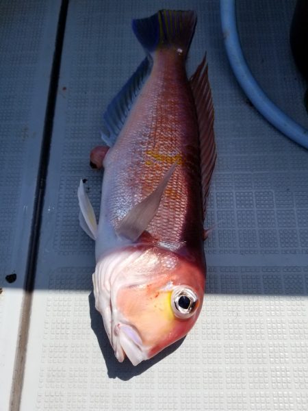アマテラス 釣果