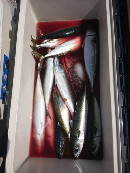 ありもと丸 釣果