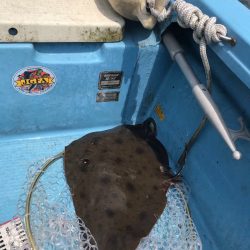 アマテラス 釣果