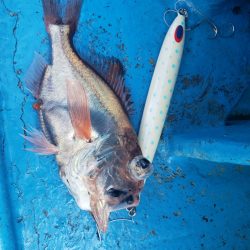 丸万釣船 釣果