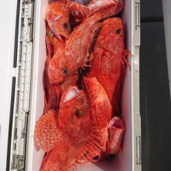 エンペラー 釣果