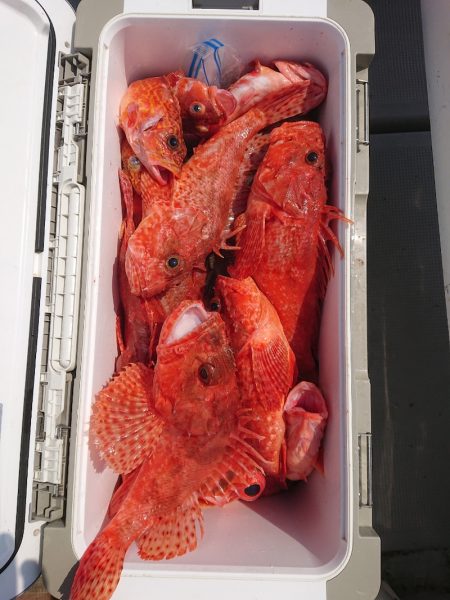 エンペラー 釣果