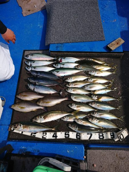 清和丸 釣果