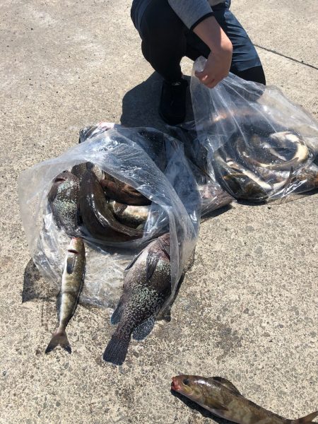 海友丸 釣果