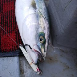 光生丸 釣果