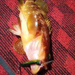 光生丸 釣果