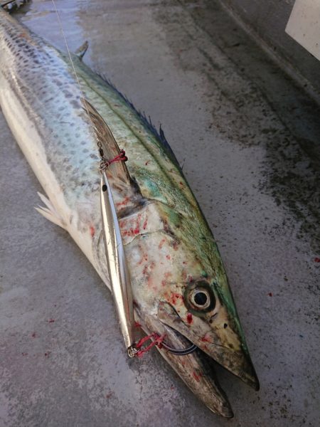 ありもと丸 釣果