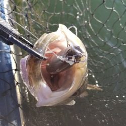 アマテラス 釣果