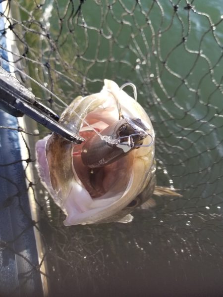 アマテラス 釣果