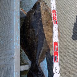 シーランチ 釣果