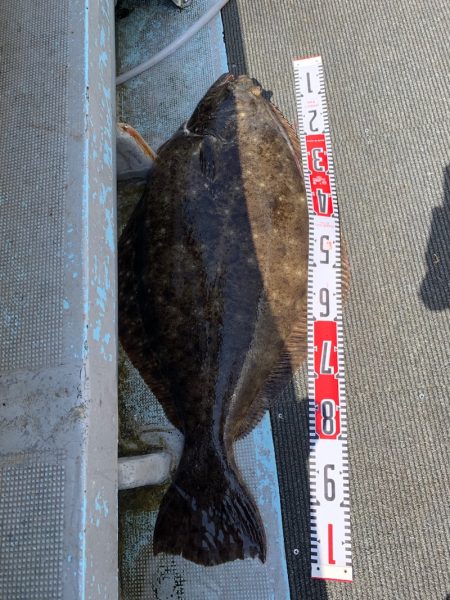 シーランチ 釣果