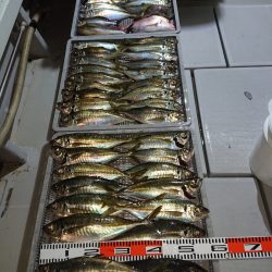 エンペラー 釣果