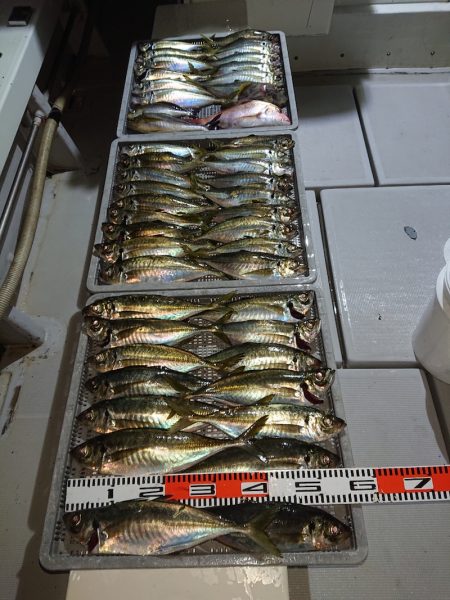 エンペラー 釣果