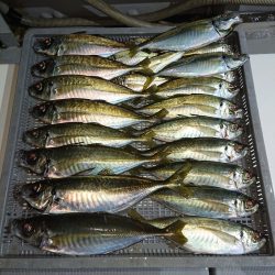 エンペラー 釣果