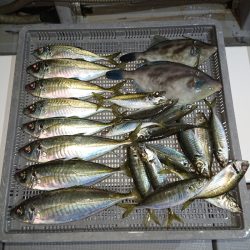 エンペラー 釣果