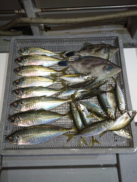 エンペラー 釣果