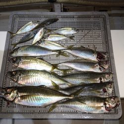 エンペラー 釣果