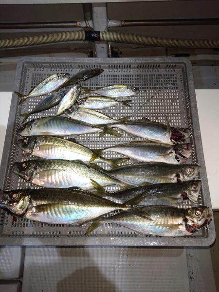 エンペラー 釣果