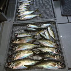 エンペラー 釣果