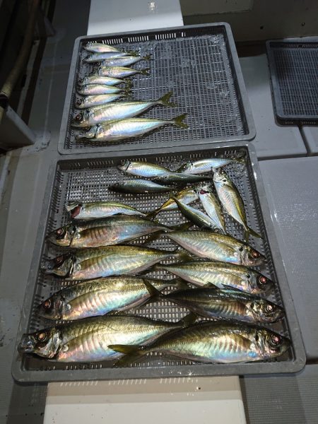 エンペラー 釣果