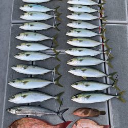 SeaRide(シーライド) 釣果