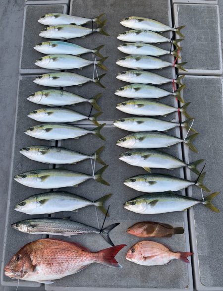 SeaRide(シーライド) 釣果