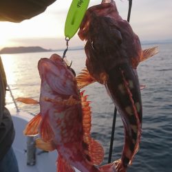 遊漁船 家入 釣果