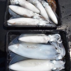 渡船屋たにぐち 釣果