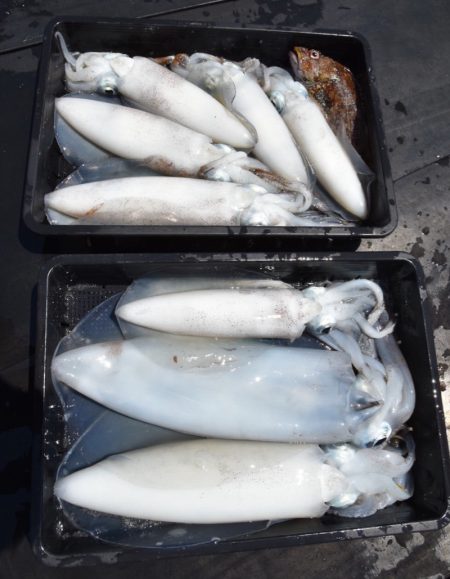 渡船屋たにぐち 釣果