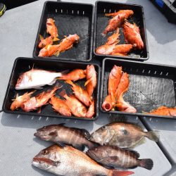 渡船屋たにぐち 釣果