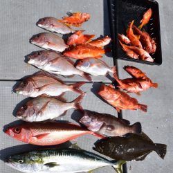 渡船屋たにぐち 釣果