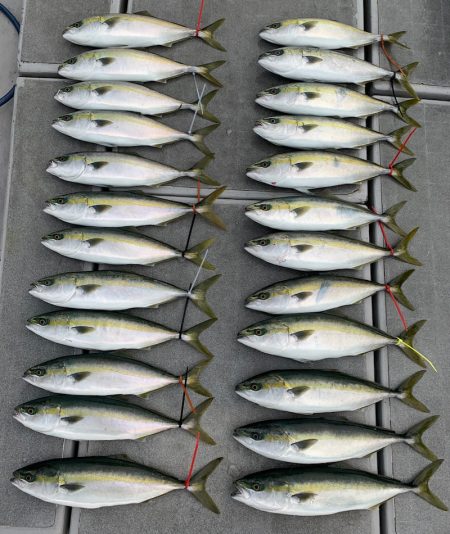 SeaRide(シーライド) 釣果